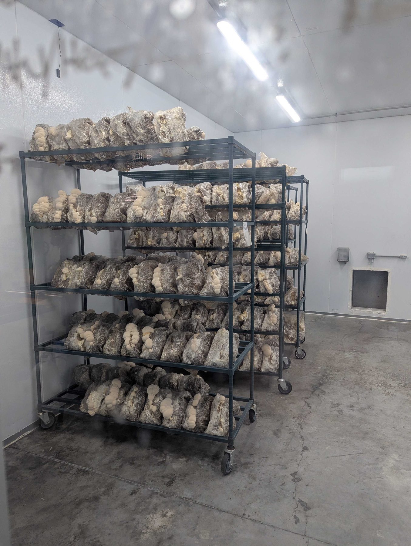 Steel racks holding rows of mushroom grow bags in a clean white cultivation room.