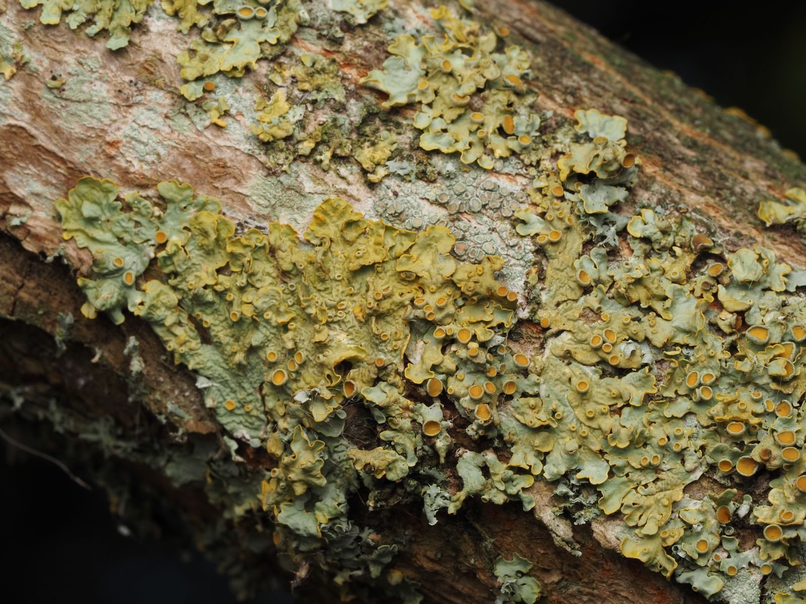 Pale green lichen growing in a crust along a fallen branch.
