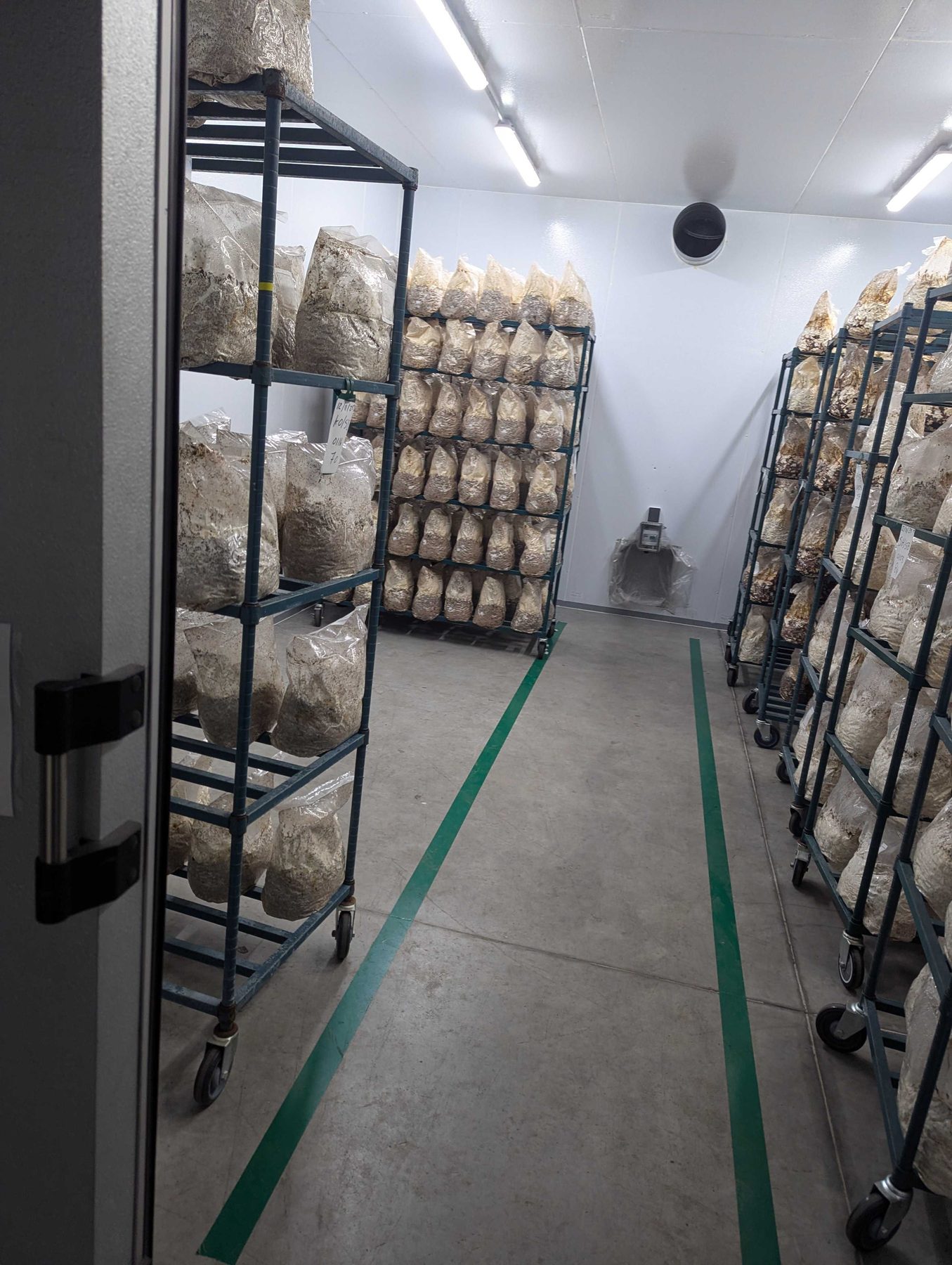 Steel racks of colonized mushroom substrate lining a clean white room.