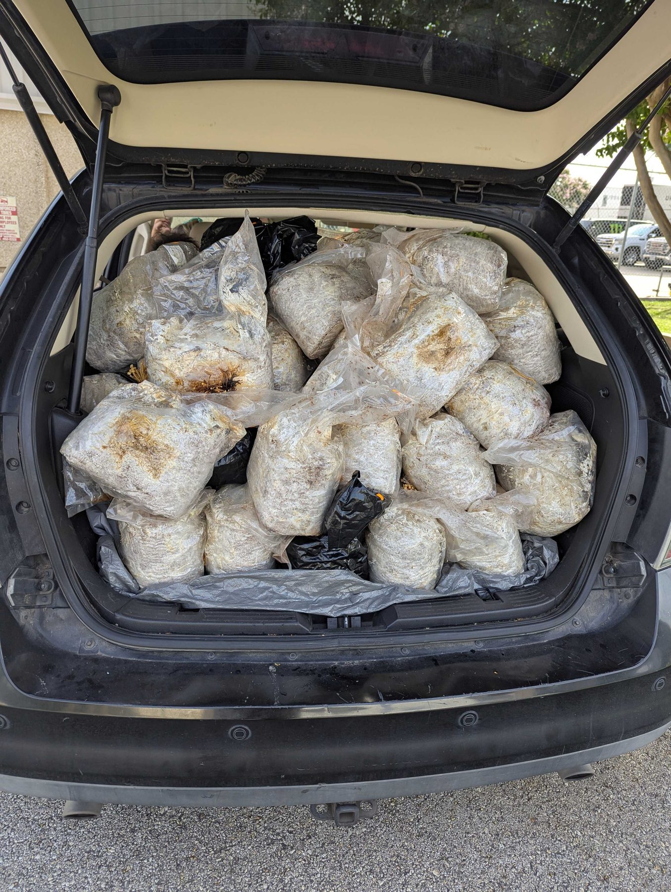 The open trunk of a car packed full of clear bags of spent mushroom substrate.