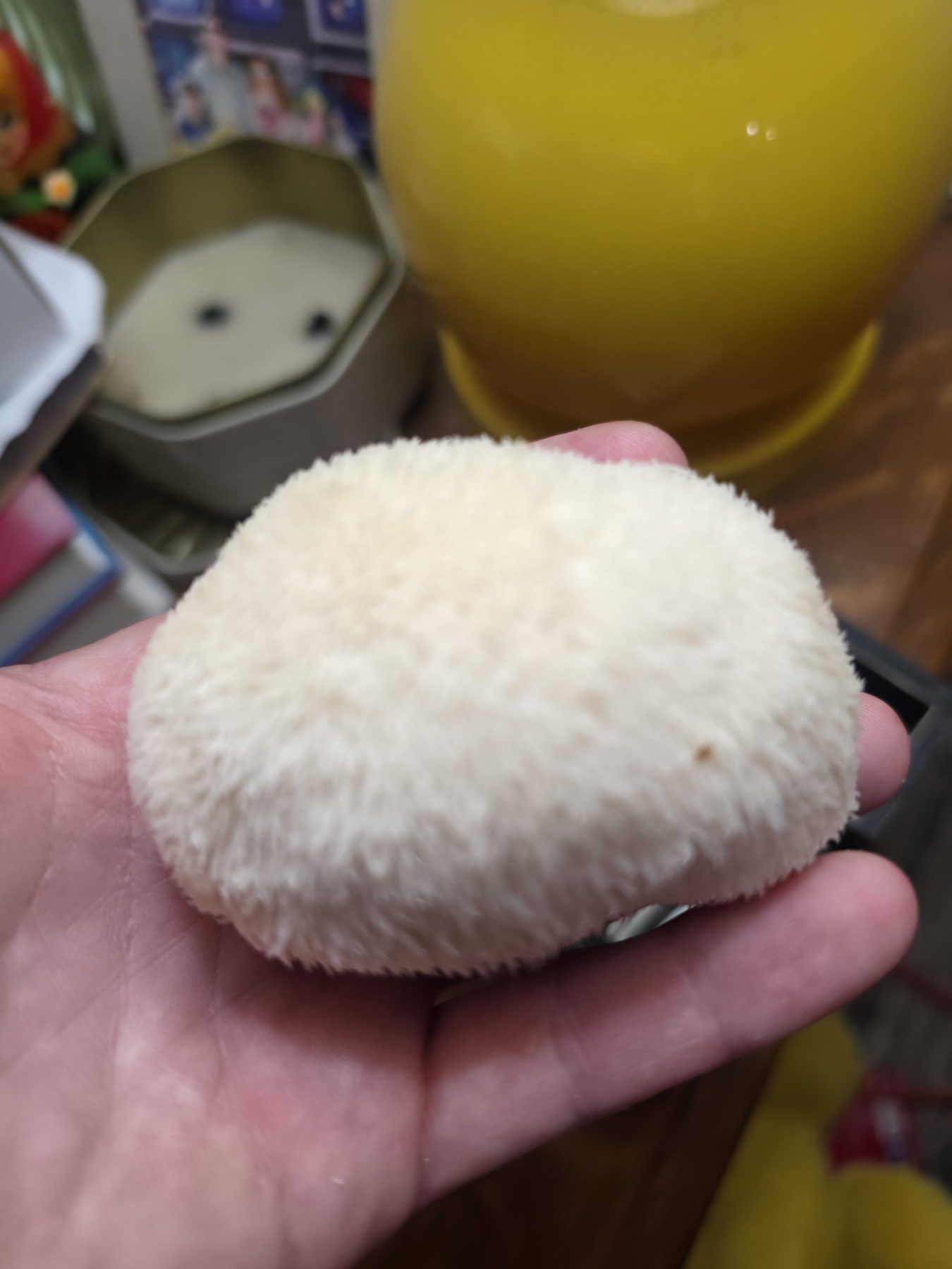 A lion's mane mushroom, white and shaggy, held in an open hand.