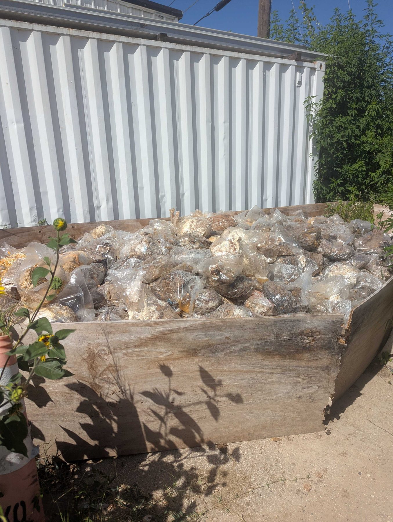 A timber crate heaped with clear bags of spent mushroom blocks, with a sunflower growing up at the near edge of it.