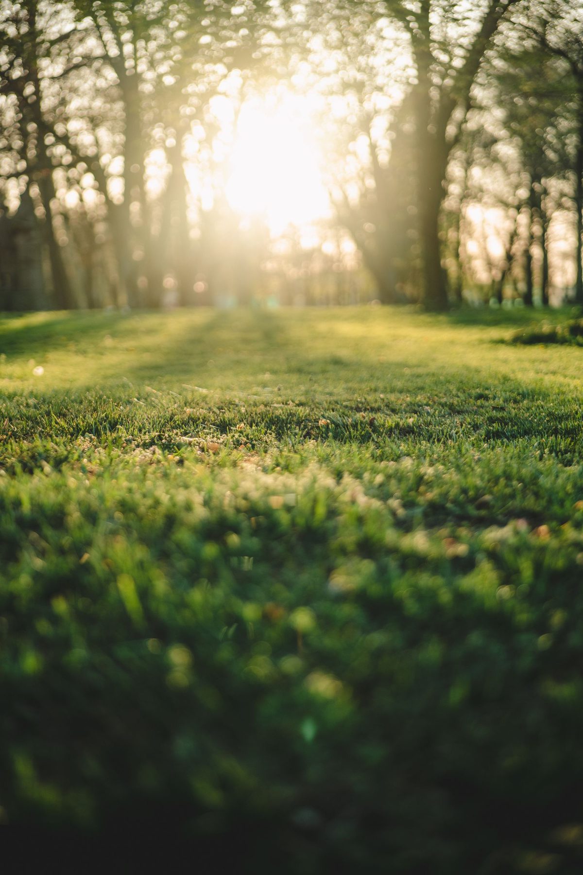 A mown lawn under tall trees with low sun coming through them.