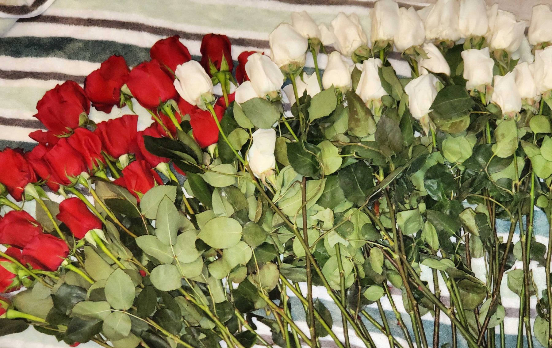 Dozens of red and white roses laid out in rows on a towel, sorted by color before delivery.