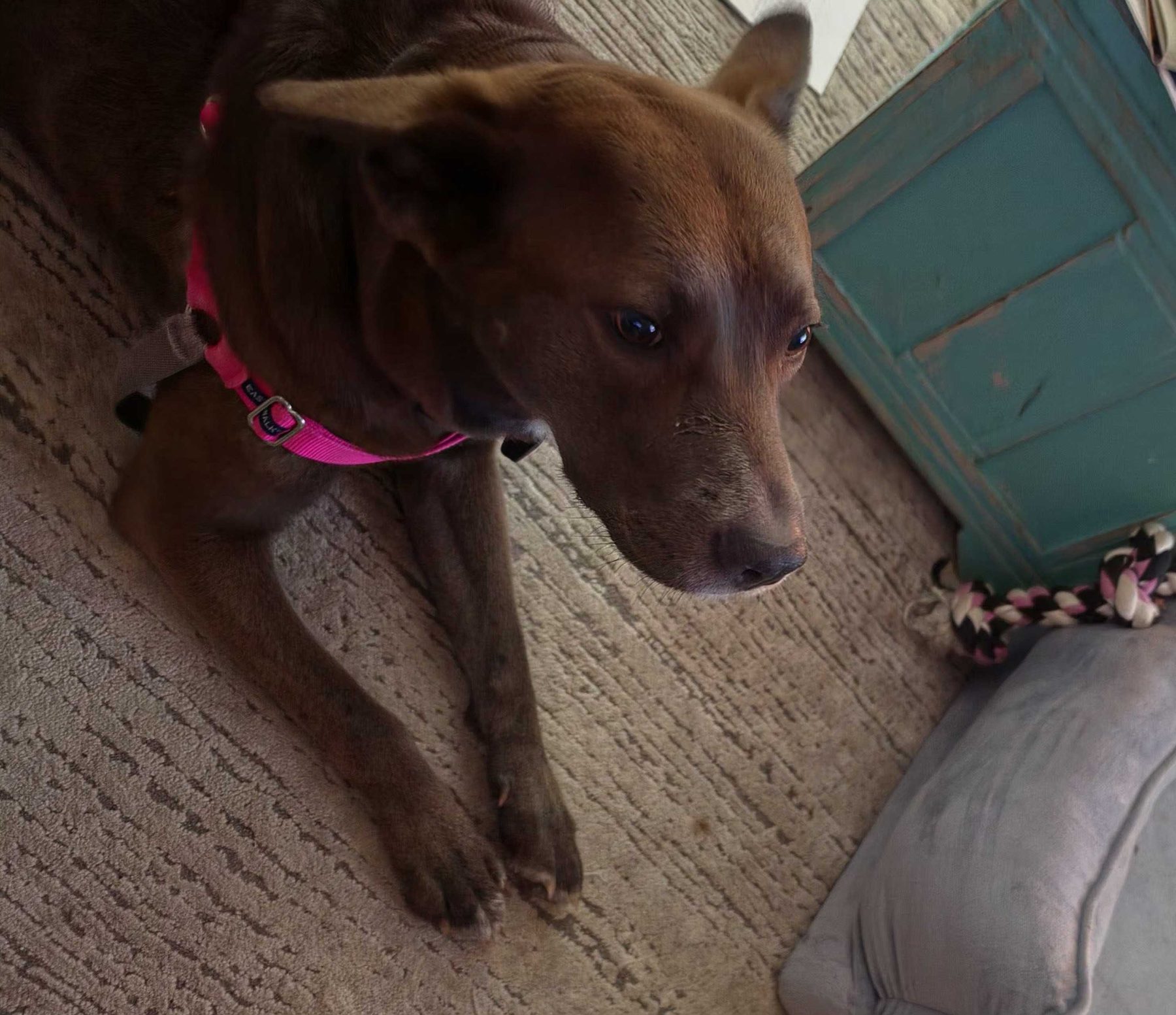 A brown dog in a pink harness lying on a rug beside a doorway inside a house.